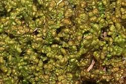 Attēlu rezultāti vaicājumam “Ptilidium pulcherrimum sporophyte”