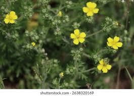 Image result for Potentilla argentea