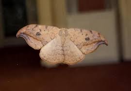 Attēlu rezultāti vaicājumam “Drepana falcataria”