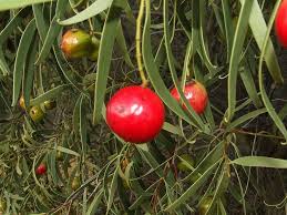 Attēlu rezultāti vaicājumam “Santalaceae”