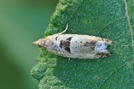 Attēlu rezultāti vaicājumam “Epinotia ramella”