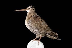 Attēlu rezultāti vaicājumam “Scolopax rusticola”