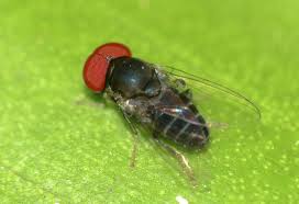 Attēlu rezultāti vaicājumam “Platypezidae”