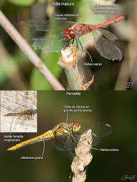 Attēlu rezultāti vaicājumam “Sympetrum sanguineum”