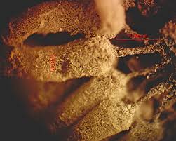 Attēlu rezultāti vaicājumam “Lycogala ustulatum sessile”