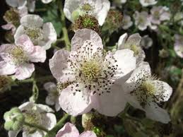 Attēlu rezultāti vaicājumam “Rubus plicatus flower”