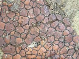 Attēlu rezultāti vaicājumam “Perichaena depressa spores”