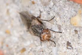 Attēlu rezultāti vaicājumam “Tetanops myopina”