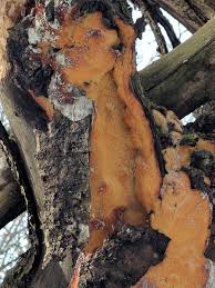 Attēlu rezultāti vaicājumam “Sarcodontia crocea”