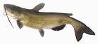 Colorado Fishing: Fish Species of Colorado