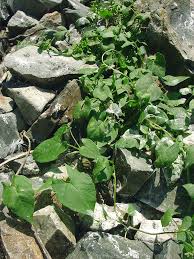 Attēlu rezultāti vaicājumam “Fallopia convolvulus fruit”