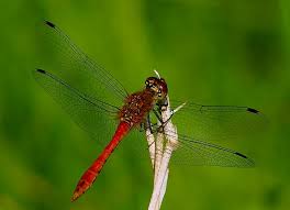 Attēlu rezultāti vaicājumam “Sympetrum sanguineum”