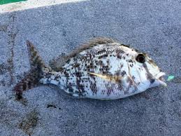 Image result for Calamus bajonado