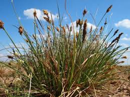 Attēlu rezultāti vaicājumam “Carex appropinquata”