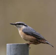 Attēlu rezultāti vaicājumam “Sitta europaea male”