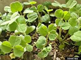 Image result for Trifolium incarnatum