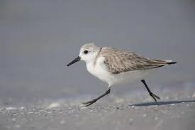 Attēlu rezultāti vaicājumam “Calidris alba”