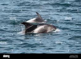 Image result for Lagenorhynchus albirostris
