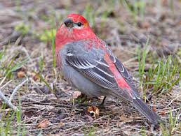 Attēlu rezultāti vaicājumam “Pinicola enucleator adult”