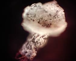 Attēlu rezultāti vaicājumam “Physarum bivalve sessile”