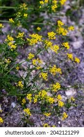Attēlu rezultāti vaicājumam “Rorippa amphibia leaf”