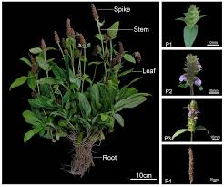 Attēlu rezultāti vaicājumam “Prunella vulgaris leaf”