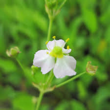 Attēlu rezultāti vaicājumam “Alisma plantago-aquatica fruit”