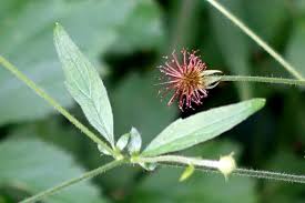 Image result for Geum urbanum