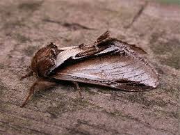 Attēlu rezultāti vaicājumam “Pheosia gnoma male”