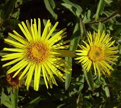 Image result for Inula hirta