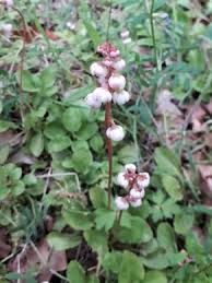 Attēlu rezultāti vaicājumam “Pyrola minor leaf”