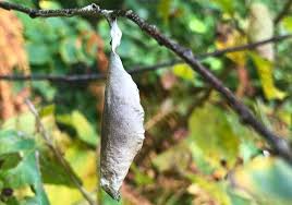 Attēlu rezultāti vaicājumam “cocoon”