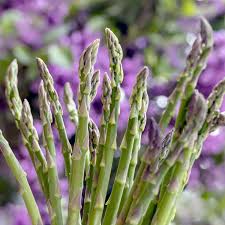 Attēlu rezultāti vaicājumam “Asparagus officinalis”