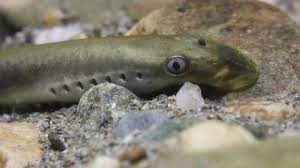 Attēlu rezultāti vaicājumam “Lampetra planeri”