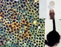 Attēlu rezultāti vaicājumam “Ophiostoma polyporicola”