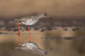 Attēlu rezultāti vaicājumam “Tringa totanus adult”