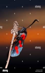 Attēlu rezultāti vaicājumam “Zygaena filipendulae exuvia”