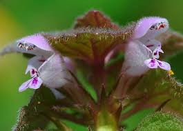 Attēlu rezultāti vaicājumam “Lamium purpureum flower”