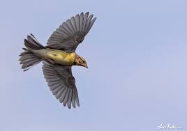 Image result for Emberiza aureola
