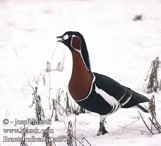 Image result for Branta ruficollis