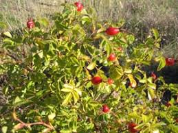 Attēlu rezultāti vaicājumam “Rosa subcanina fruit”