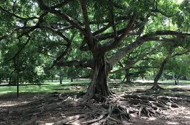 Image result for шри ланка королевский ботанический сад