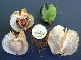 Attēlu rezultāti vaicājumam “Nicandra physalodes fruit”