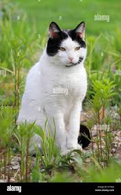 Attēlu rezultāti vaicājumam “Felis silvestris catus adult”