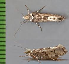 Attēlu rezultāti vaicājumam “Ypsolopha sequella”