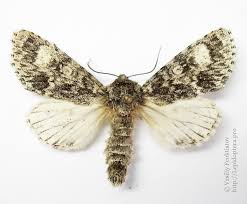 Attēlu rezultāti vaicājumam “Acronicta megacephala larva”