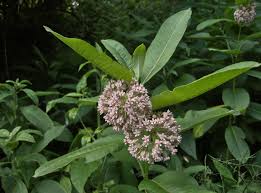 Attēlu rezultāti vaicājumam “Asclepiadaceae”