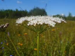 Attēlu rezultāti vaicājumam “Selinum carvifolia flower”