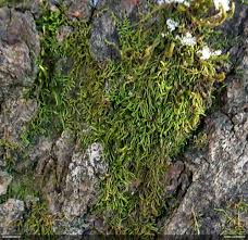 Attēlu rezultāti vaicājumam “Leskea polycarpa”