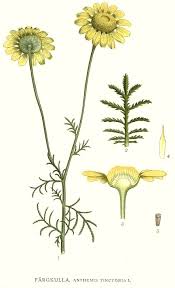 Image result for Anthemis tinctoria